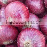 Best Quality Onion Price For Sri Lanka thumbnail-3