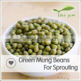 Export Various Green Mung Beans Specification ,grade a Green Mung Bean Sprout thumbnail-2