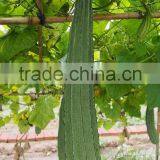 Linong Short Luffa Acutangula Seed for Sale