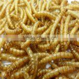 Koi and Pond Fish Foods High Protein 2.8cm Microwave Dried Mealworms thumbnail-4