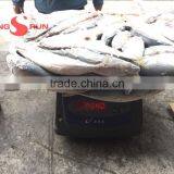 Pacific Mackerel Fish thumbnail-5