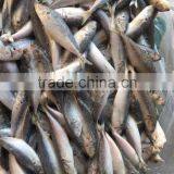 New Fresh Frozen Horse Mackerel Whole Round 25-30/kg thumbnail-2