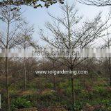 Terminalia Mantaly Tropical Trees High 4-9m,dia 6-13cm thumbnail-3