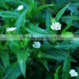 Eclipta Alba thumbnail-3