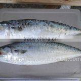 Frozen IQF Canned Mackerel Fish