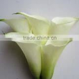 Pure and mild flavor classical white calla lily for wedding decoration