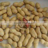 Roasted and Salted Peanut thumbnail-1