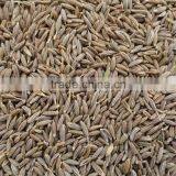 CUMIN SEED SORTEX CLEAN GRADE A thumbnail-1