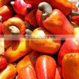 Raw Cashew With Shells thumbnail-3