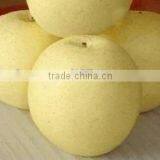 Crown Pear / Golden Pear thumbnail-1