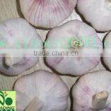 Fresh Jinxiang Garlic thumbnail-5