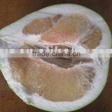Chinese Fresh Honey Pomelo thumbnail-1