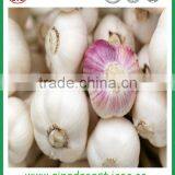 Jinxiang Garlic Contact me thumbnail-4