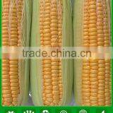 MCO01 Keai Super Sweet Hybrid Yellow Corn Seeds Companies thumbnail-1