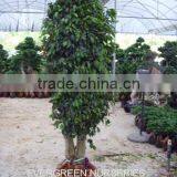 Ficus Benjamina