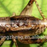 Pet Products Freeze Dried Grasshoppers thumbnail-1