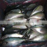 Frozen Fresh Mackerel Fish/seafood Live thumbnail-1