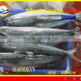 FROZEN ATLANTIC SPANISH MACKEREL W/R thumbnail-1