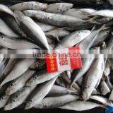 Frozen Horse Mackerel Fish Suppliers thumbnail-1