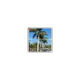2015 Wholesale Price Artificial Plastic Outdoor Lighted 6M Palm Trees for Decoration thumbnail-2
