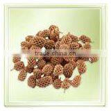 Casurina Pod thumbnail-1