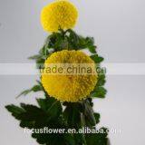 Tropical Chrysanthemum Pompon Mum Yellow Flower For The Elders thumbnail-5