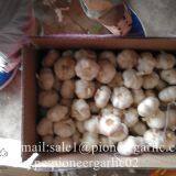 4.5-5cm, 5-5.5cm Ajo Morado Fresco Chino Con Embalaje de Cajas de Cartón thumbnail-3