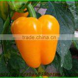 (HOT) Colourful Pepper:Exported to Britain, the Middle East, Southeast Asia thumbnail-2