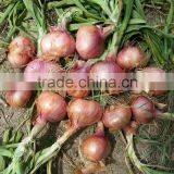 2015 100% Fresh Shallot Onion in China thumbnail-2
