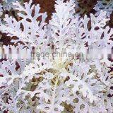 Wholesale Senecio Cineraria and Others Green Fillers and Fresh Cut Flowers With Top Quality thumbnail-3