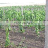 Galvanized Vine Yard Wire thumbnail-1