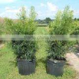 Podocarpus Neriifolius, Brown Pine thumbnail-1