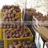 super supplier for fruit kiwi fruit 2012