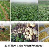 Mesh Bag Packing Fresh Potatoes thumbnail-1