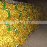 Fresh Ginger thumbnail-1