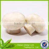 Fresh Champion Mushrooms in Can thumbnail-6