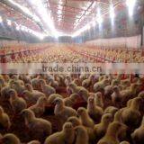 Poultry Chain Feeding System/Poultry Feeding System Manufactuer In China thumbnail-5