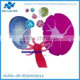 Frog Embryo Prepared Slides for Education Medical Survey Science Study thumbnail-1