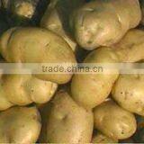 2014 Low Price Chinese Fresh Potato Exporter thumbnail-1