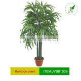 Lucky Bamboo Plant thumbnail-1