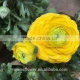 2016 First Class Yellow Flower Peony for Wholesale thumbnail-1