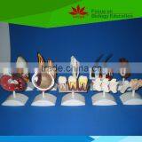 Low Priced Heart Beat and Blood Circulation Electric Model thumbnail-2