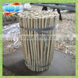 Bambu for Plantation 50cm X10-12mm thumbnail-1