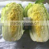 Hot Sale Chinese Big White Long Cabbage thumbnail-5
