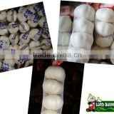 snow white garlic crop 2012
