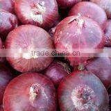 Best Quality Onion Price For Sri Lanka thumbnail-1