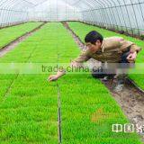 China Supplier Manufacture Hot-sale Wholesale Rice Seedling Tray thumbnail-1