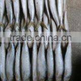 Good Quality Frozen Sardines 6-7pcs/kg thumbnail-2