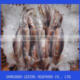 Frozen Illex Squid Whole Argentinus Sea Frozen