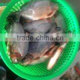 Black Pomfret thumbnail-1